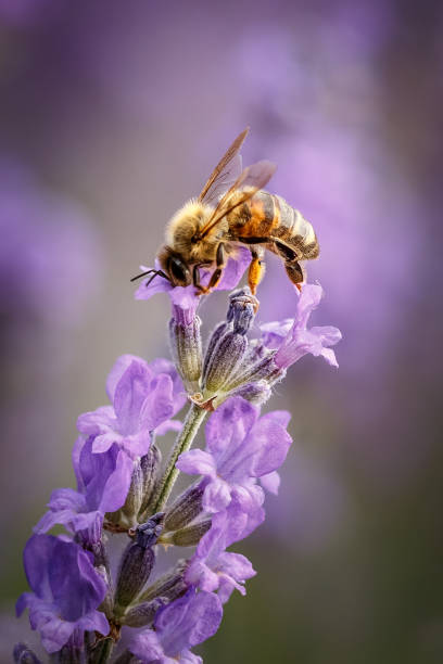 пчела и лаванды цветок крупным планом в фиолетовом поле - arthropod стоковые фото и изображения