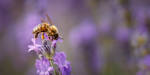 Bee pollinate a lavender flower close-up in the Summer purple lavender field. Blooming flower background with copy space