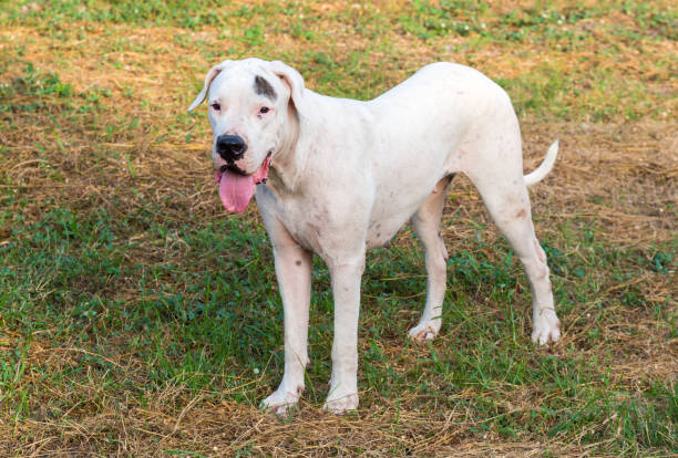 istock Young Dogo Argentino dog standing on grass 1128906226
