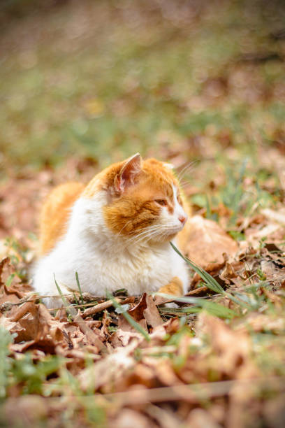 istock Amazing red cat rested lying in the woods 1128906229
