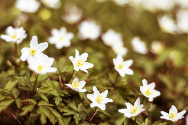 istock Forest wild white flower anemone on the lawn 1128906884