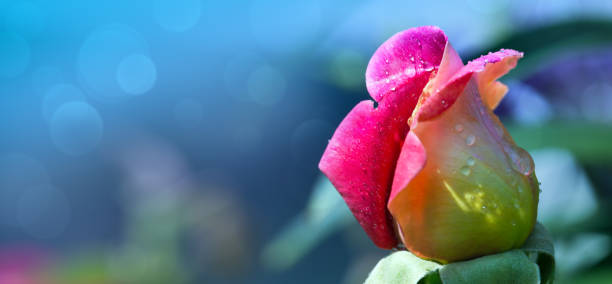 Pink rose closeup with water drops. Holiday card.