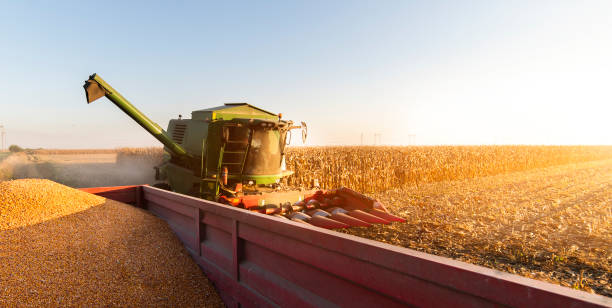istock Pouring corn grain into tractor trailer after harvest 1128907195