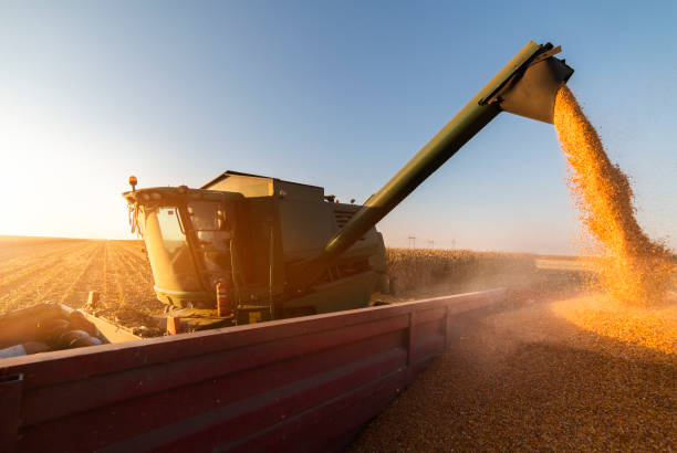 istock Pouring corn grain into tractor trailer after harvest 1128907229