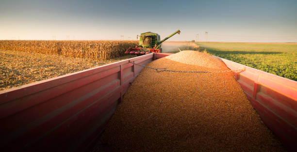 istock Pouring corn grain into tractor trailer after harvest 1128907235
