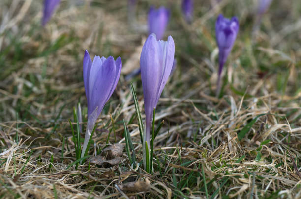istock Spring violet flower Crocus (Crocus discolor)  or crocuses or croci in the forest meadow. 1128907380