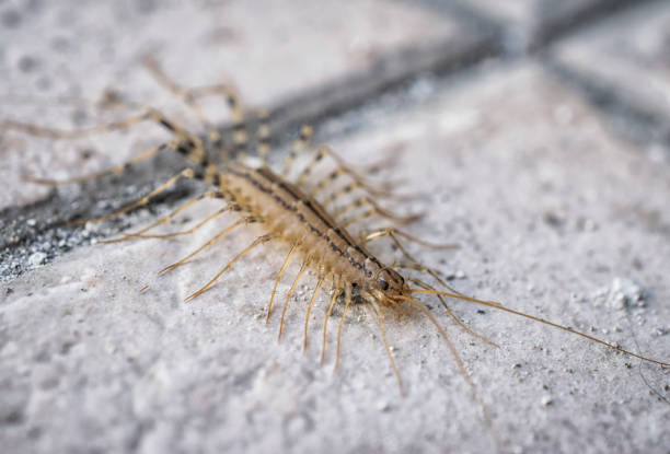 istock A close-up of a centipede 1128908820