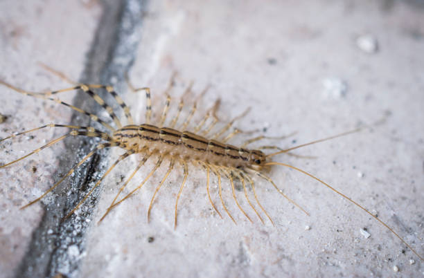 istock A close-up of a centipede 1128908881