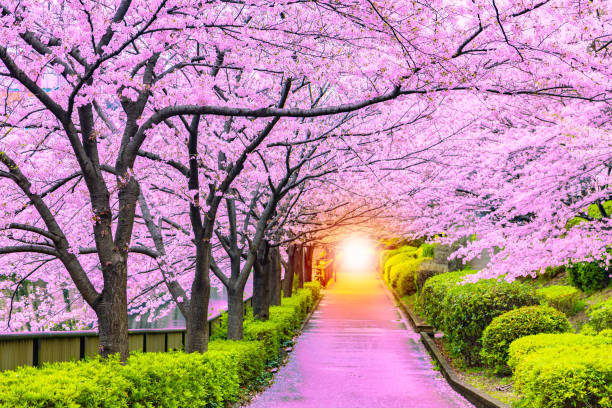 light at the end of the cherry tree tunnel and walkway - tree spring blossom mountain imagens e fotografias de stock