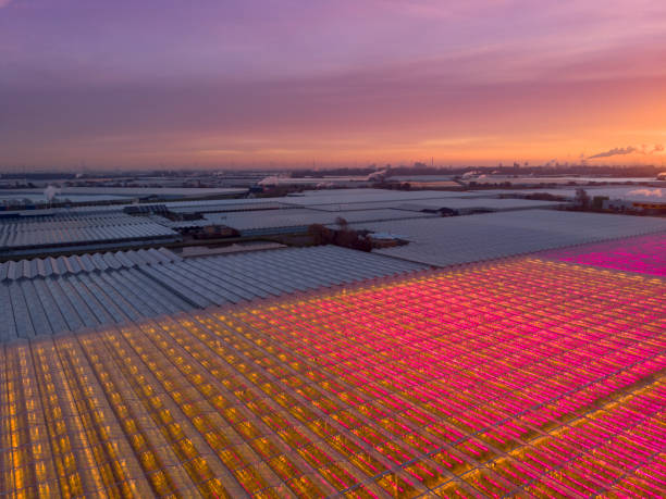 aerial view of a modern agricultural greenhouse in the Netherlands aerial view of a modern agricultural greenhouse in the Netherlands that uses LED lights to support the growth of the plants; Westland, Netherlands netherlands aerial stock pictures, royalty-free photos & images