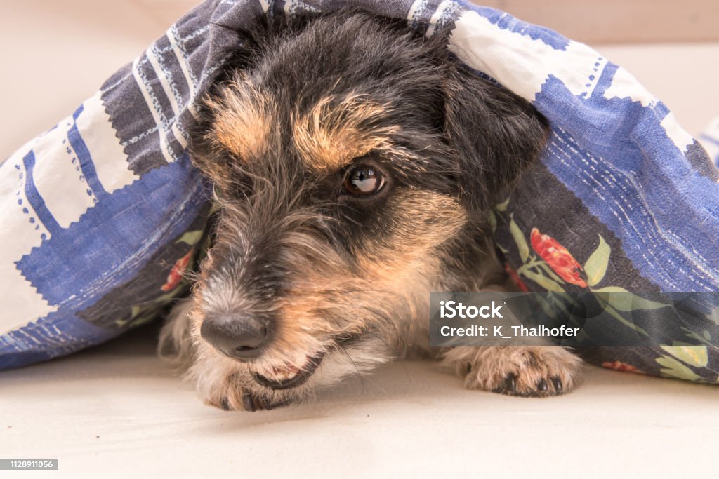 Funny little Jack Russell Terrier dog  is lying and sleeping in a bed Funny small Jack Russell Terrier dog  is lying and sleeping in a bed Animal Stock Photo