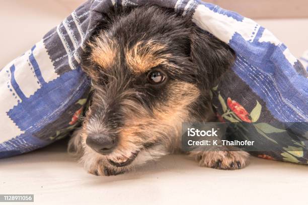 Funny Little Jack Russell Terrier Dog Is Lying And Sleeping In A Bed Stock Photo - Download Image Now