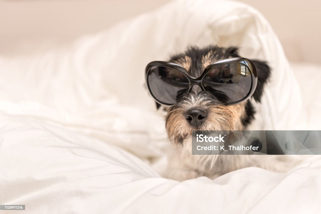 Funny little Jack Russell Terrier dog  with glasses is lying and sleeping in a bed Funny small Jack Russell Terrier  dog  with glasses is lying and sleeping in a bed Animal Stock Photo