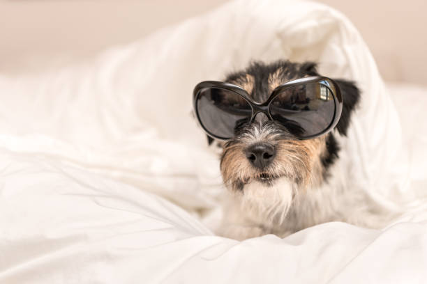 Funny little Jack Russell Terrier dog  with glasses is lying and sleeping in a bed Funny small Jack Russell Terrier  dog  with glasses is lying and sleeping in a bed sonnenbrille stock pictures, royalty-free photos & images