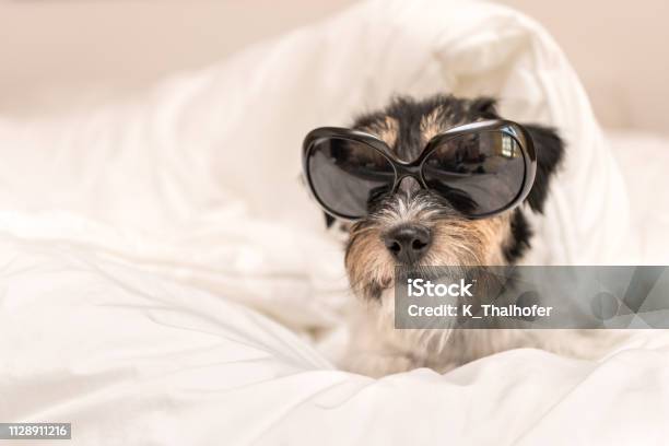 Funny Little Jack Russell Terrier Dog With Glasses Is Lying And Sleeping In A Bed Stock Photo - Download Image Now