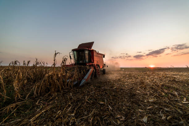 istock Harvesting of corn fields with combine 1128912174