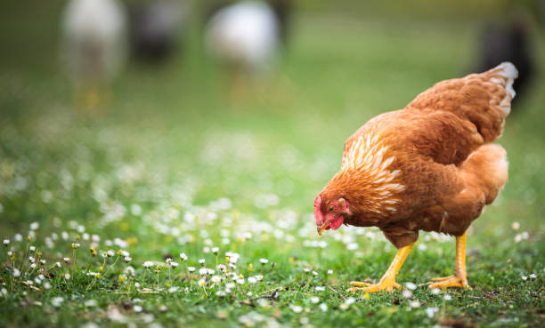 hen in a farmyard - broiler farm imagens e fotografias de stock