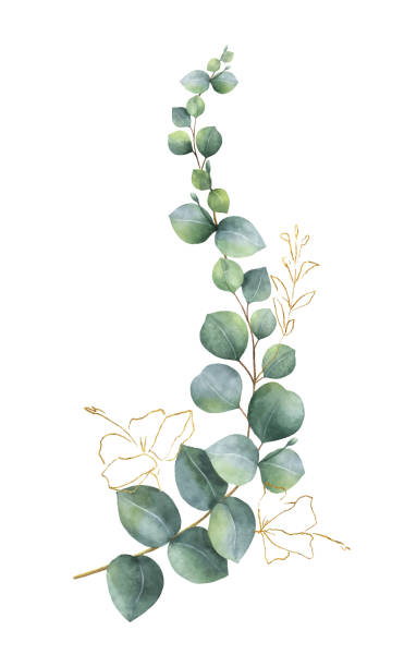 Watercolor vector wreath with green eucalyptus leaves and gold elements Watercolor vector wreath with green eucalyptus leaves and gold elements isolated on white background. Spring or summer flowers for invitation, wedding or greeting cards. watercolor flower stock illustrations