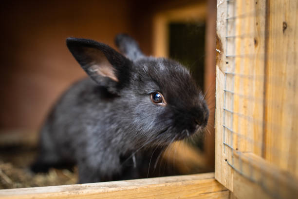 lapereaux mignon dans une ferme - lapin viande de gibier photos et images de collection