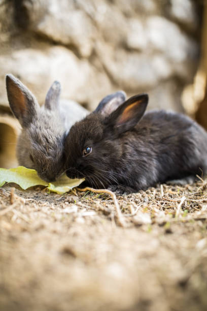 istock Cute baby rabbits in a farm 1128913639