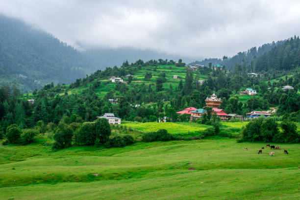 Green Meadow Surrounded by Deodar Tree in Himalayas, Sainj Valley, Shahgarh, Himachal Pradesh, India Panoramic View of Green Meadow Surrounded by Deodar Tree in Himalayas, Great Himalayan National Park, Sainj Valley, Shahgarh, Himachal Pradesh, India cedrus deodara stock pictures, royalty-free photos & images