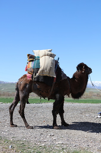 A Camel Carrying A Load Stock Photo - Download Image Now - Camel, Carrying,  Animal - iStock