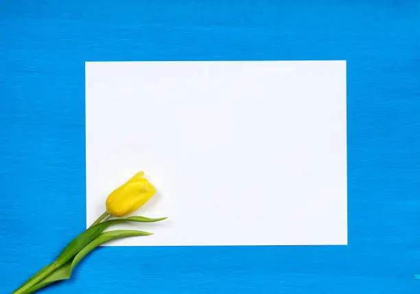 yellow tulip flower on empty white paper