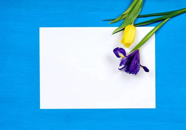 violet iris and yellow tulip flowers on empty white paper