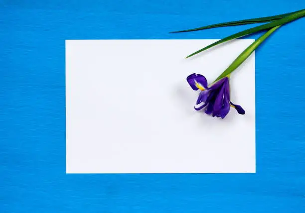 violet iris flower on empty white paper