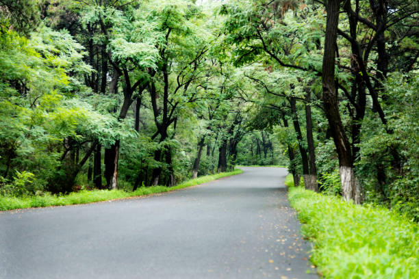 istock Country road in a green forest 1128916571