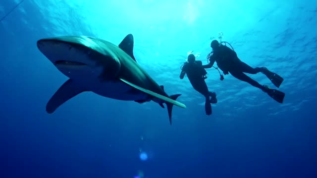 Swimming with great white sharks. Underwater scenery