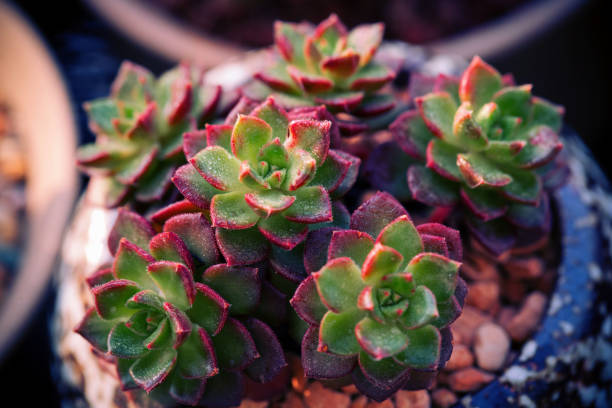 Close up of succulent plant backgruond