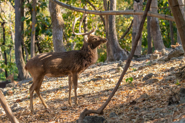 istock Male Eld's deer facing the sun and looking into distance 1128918142