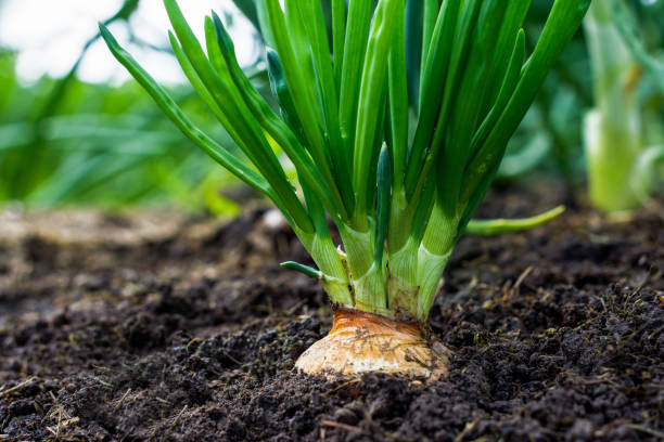 istock Onion bulb in the soil in the vegetable garden 1128918552