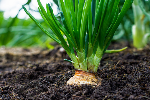 Onion bulb in the soil in the vegetable garden; agriculture and healthy eating concept