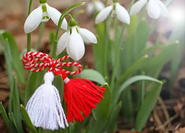 Snowdrops and martenitsa. Symbols of spring. White snowdrop flowers and martisor. Baba Marta holiday. Tradition in Bulgaria. Baba Marta Day. Wallpaper of spring flowers and martenitsa.