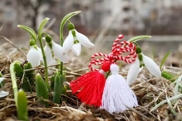 Snowdrops and martenitsa. Symbols of spring. White snowdrop flowers and martisor. Baba Marta holiday. Tradition in Bulgaria. Baba Marta Day. Wallpaper of spring flowers and martenitsa.