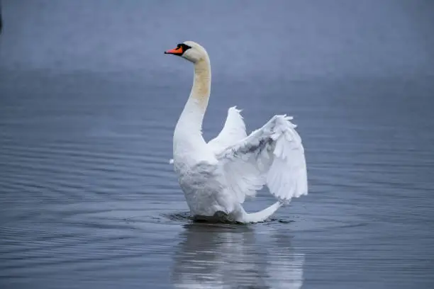 A Mute swan rises on a gently rippling lake