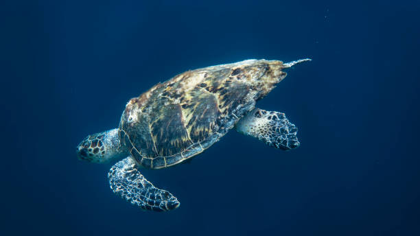 istock Underwater World of Semporna 1128919914