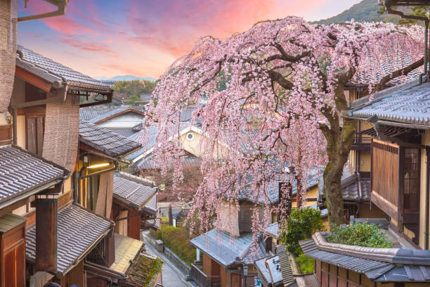 Kyoto, Japan in the Higashiyama Kyoto, Japan in the Higashiyama district at dawn with cherry blossoms in the springtime. kyoto prefecture photos stock pictures, royalty-free photos & images