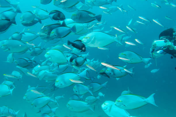 istock Underwater World of Semporna 1128919999