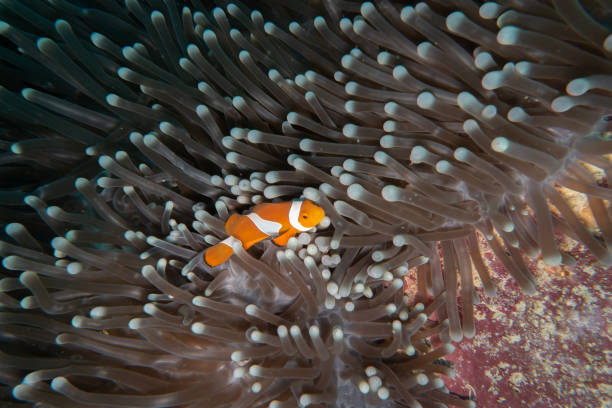 istock Underwater World of Semporna 1128920008