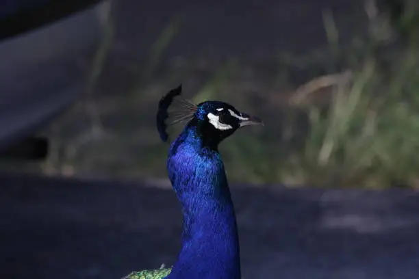 Peacock in the Wild