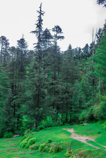 istock Deodar tree in himalayas, sainj valley, himachal pradesh, india 1128921074