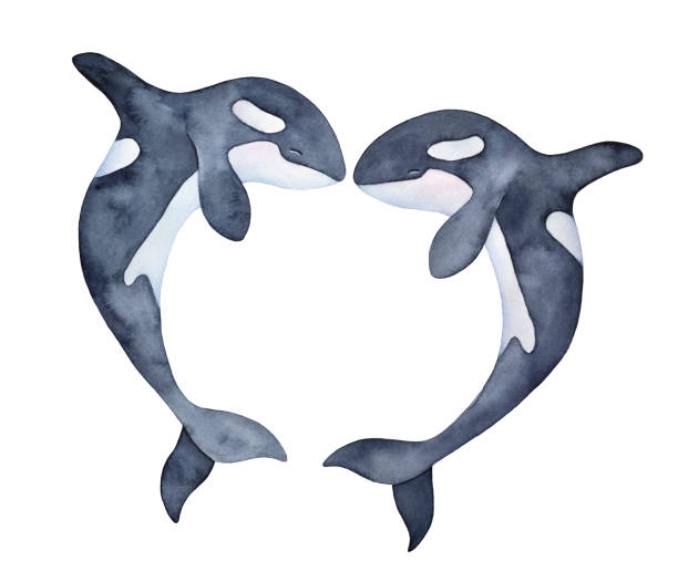 ilustrações, clipart, desenhos animados e ícones de dois vistos pulando as orcas do oceano, em forma de silhueta de coração de amor. personagens de bonitos e românticas. gráfico de cor de água handdrawn de desenho em branco, isolado elemento de design, decoração, modelos, imprime. - love husband kissing illustration and painting