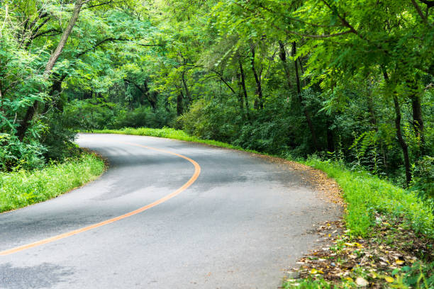 istock Curve road in a green forest 1128924565