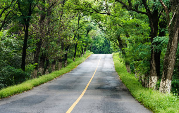 istock Country road through the forest 1128924814