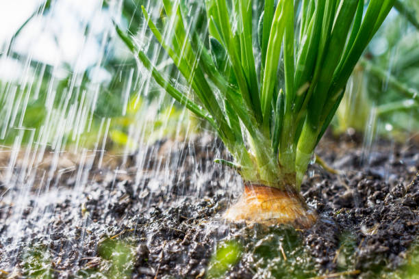 istock Rainfall is going in the vegetable garden; onion in the soil 1128925969