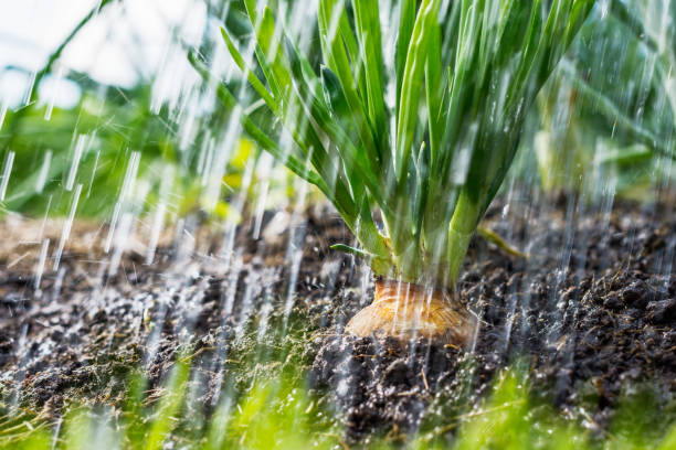 Rainfall is going in the vegetable garden; onion in the soil