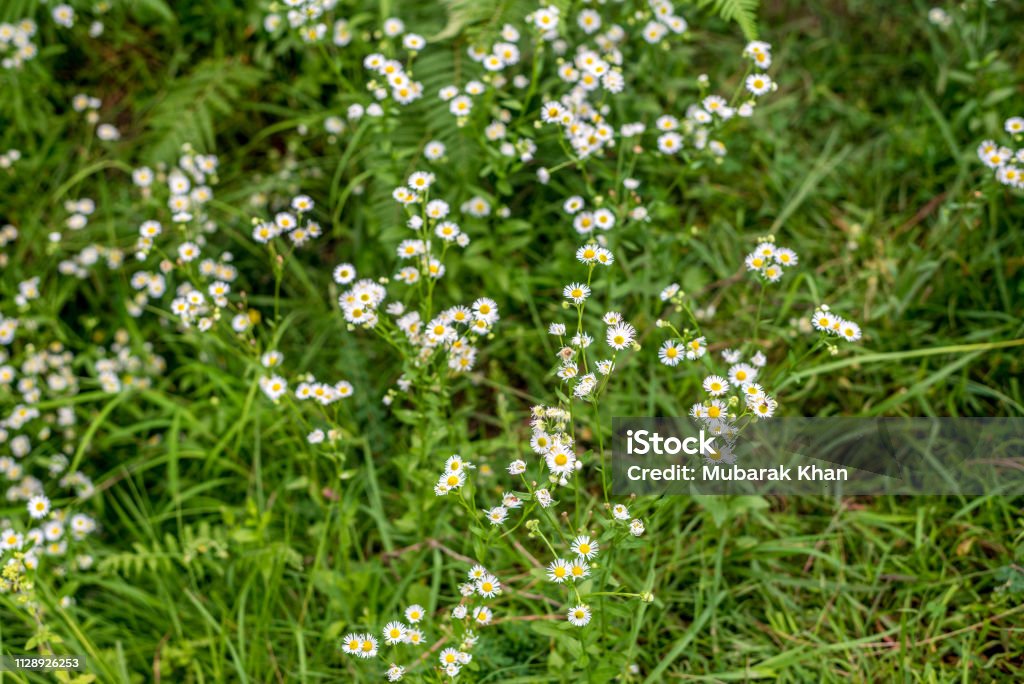 Flor De Hierba Blanca Y Desenfoque De Fondo Pequeñas Flores Blancas En Un Campo De Fondo Hermoso Foto de stock y más banco de imágenes de Aire libre - iStock Flor De Hierba Blanca Y Desenfoque De Fondo Pequeñas Flores Blancas En Un Campo De Fondo Hermoso Foto de stock y más banco de imágenes de Aire libre - iStock
